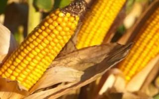荃研2號玉米種子簡介，適宜播期4月下旬至5月上旬