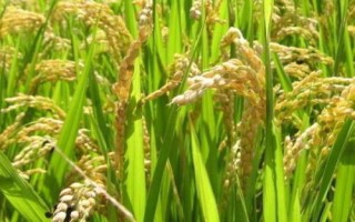 錦城優(yōu)雅禾水稻種子簡(jiǎn)介，秈型三系雜交水稻品種