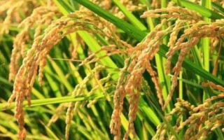 荃廣優(yōu)851水稻種子特點，全生育期149.3天