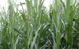 隆平928玉米種子簡介，4月下旬至5月上旬播種
