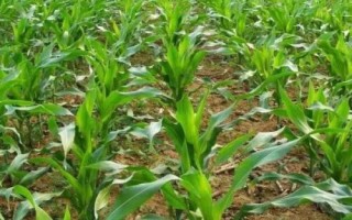 大唐121玉米種子簡介，適宜播種期6月上旬-6月中旬