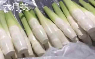 茭白的品種有哪些，這七個(gè)品質(zhì)佳且產(chǎn)量高
