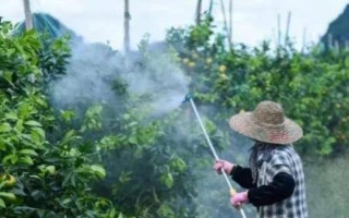 大青葉蟬的外形特征，頭部正面呈淡褐色