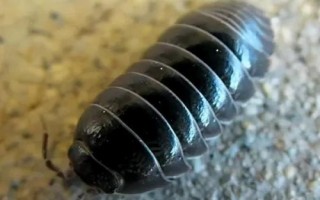 鼠婦是害蟲還是益蟲，對(duì)人沒有直接的危害