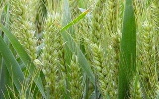 齊民6號小麥品種的特性，適宜播期10月5日～10日