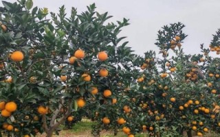 柑橘的晚熟品種，常見的有不知火、春見、大雅柑、明日見等