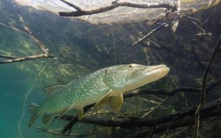 狗魚的生活習(xí)性，我國有黑斑狗魚和白斑狗魚兩種