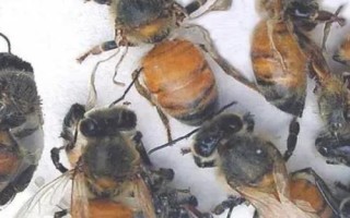蜜蜂爬蜂病的種類和治療方法，包括蜜蜂螺原體病、蜜蜂孢子蟲病等類型