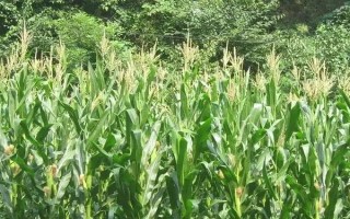 百強(qiáng)3號(hào)玉米品種簡介，適宜播期為6月上旬