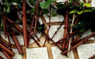 變?nèi)~木的繁殖方法，播種繁殖和扦插繁殖任選