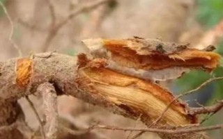 用什么藥防治花卉的蟲(chóng)害，氧化樂(lè)果、吡蟲(chóng)啉可供選擇