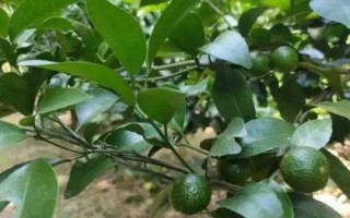 沙糖桔促花保果技術(shù)，整個生長過程中都要加強田間管理