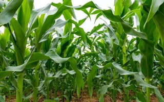 登海605玉米種子特征特性，生育期138天