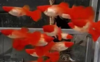 孔雀魚如何喂養(yǎng)，首先注意養(yǎng)殖密度