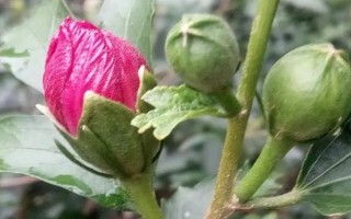 家里可以養(yǎng)木槿花嗎，家里不適合養(yǎng)木槿花