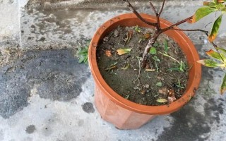 杜鵑如何澆水，一定要掌握見干見濕的原則