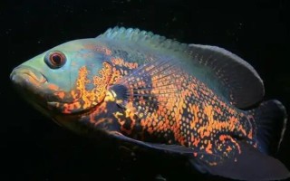 地圖魚身體發(fā)白的原因，可能是得了白點病或白毛病等