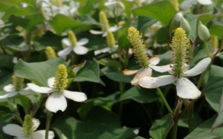 魚腥草的外觀，葉片紫紅、莖干上有莖節(jié)且長著須狀根