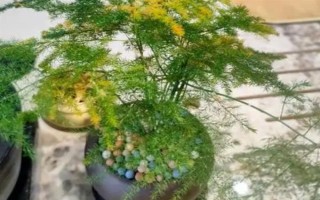 文竹繁殖育苗的方式，可播種也可分株繁殖