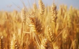 百麥589小麥種子特點，每畝適宜基本苗12～18萬
