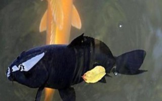 黑色錦鯉魚的其它叫法，別稱烏鯉是錦鯉中的原始品種