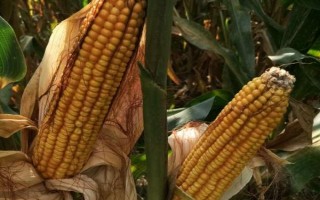 華美1號玉米種子特征特性，山西春播生育期124天左右