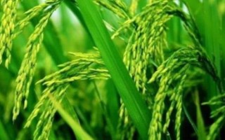 隆鋒優(yōu)3228水稻種子介紹，湘北6月13-15日播種