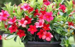 飄香藤的花語，寓意難忘愛情、充滿生機(jī)等