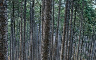 裸子植物種子的形成過(guò)程，完成授粉后就能生長(zhǎng)出種子