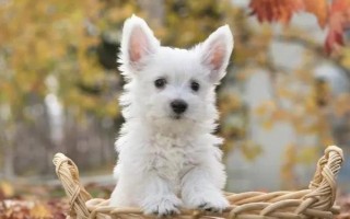 犬布氏桿菌病的診斷要點(diǎn)，以不發(fā)熱體表淋巴結(jié)腫大為特征