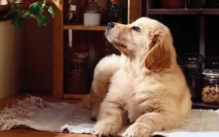 金毛犬可以活多久，壽命一般為12-15年左右