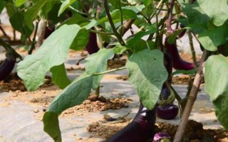 種植茄子的株行距，一般是40-45厘米×60-65厘米