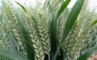 許科1號(hào)小麥種子特點(diǎn)，春季注意防治紋枯病