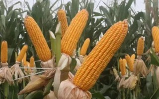 益玉918玉米種子介紹，（紅河）平均生育期127天