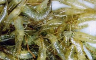 青蝦和魚(yú)怎么混養(yǎng)，長(zhǎng)成小蝦才能投放鰱、鳙等魚(yú)種