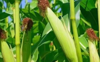 糯玉939玉米品種的特性，4月上旬播種