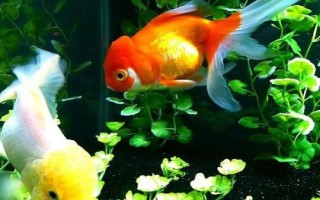 金魚頭瘤破的原因，一般是魚群互斗導(dǎo)致的