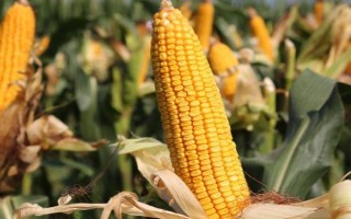 真金619玉米種子介紹，每畝底肥施農(nóng)家肥2000千克