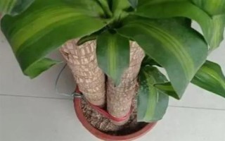 巴西木開花的兆頭，寓意富貴吉祥、