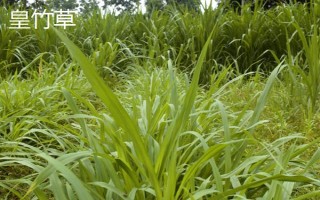牛喜歡吃哪些草，常見的有象草、狗尾草、紫花苜蓿等
