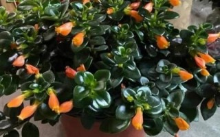 金魚吊蘭簡介，屬多年生草本植物