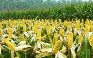 平玉8號(hào)玉米種子特征特性，4月中旬播種