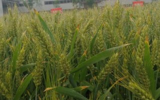 冀麥418小麥品種簡(jiǎn)介，適宜播種期10月上中旬