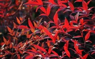 南天竹是什么植物，是常綠小灌木