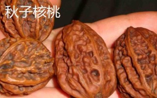 核桃樹上的蟲子是什么，常見蟲子為樗蠶蛾
