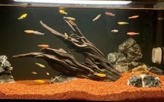 魚缸殺菌所用藥物，高錳酸鉀、二氧化氯經(jīng)常被使用