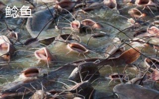 3號千又鉤適釣魚種，適合釣黑魚、鯰魚等嘴巴寬大的魚類