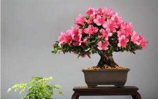 花中西施是什么花，是指的杜鵑花