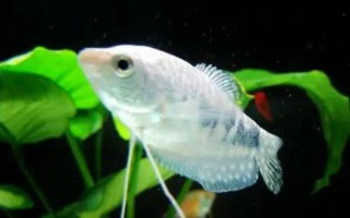 曼龍魚能和什么混養(yǎng)，能和月光魚、紅箭魚等混養(yǎng)