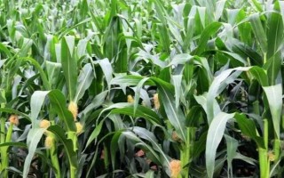 萬粘4號玉米品種的特性，適宜密度為3500株/畝左右